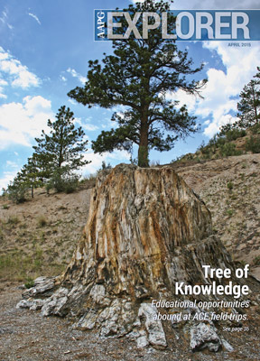 REDWOOD TREE OF KNOWLEDGE