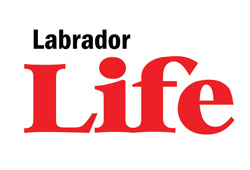Labrador Life